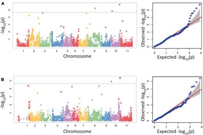 Associated SNPs, Heritabilities, Trait Correlations, and Genomic Breeding Values for Resistance in Snap Beans (Phaseolus vulgaris L.) to Root Rot Caused by Fusarium solani (Mart.) f. sp. phaseoli (Burkholder)